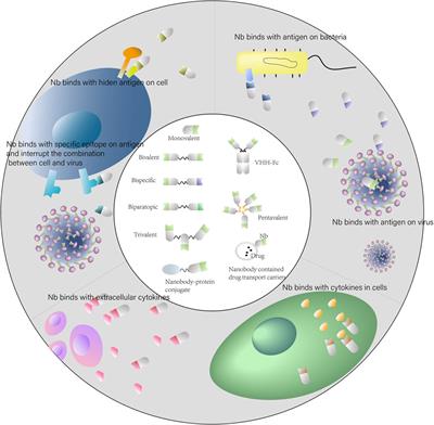 Research progress and applications of nanobody in human infectious diseases